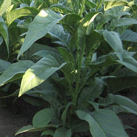 Pennsylvania Red, Tobacco Seed - Packet image number null